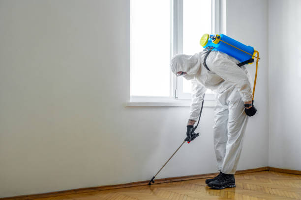Wasp Removal Services in Oberlin, OH